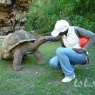 Волонтерская программа по работе с черепахами