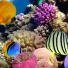 Сохранение коралловых рифов